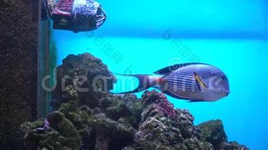 在热带珊瑚礁的水下，五颜六色的异国鱼类。 海洋水族馆蓝色海水中的外来热带鱼类